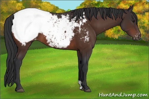 Horse Color:Brown Appaloosa 