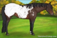 Horse Color:Brown Appaloosa