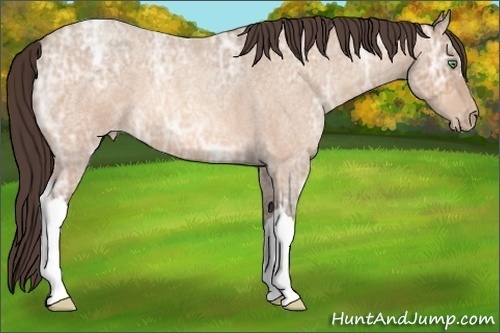 Horse Color:Amber Champagne Ice Roan Appaloosa 