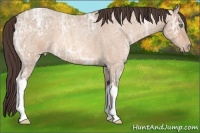 Horse Color:Amber Champagne Ice Roan Appaloosa