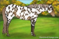 Horse Color:Chocolate Palomino Near Leopard 