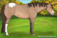 Horse Color:Amber Champagne Appaloosa 