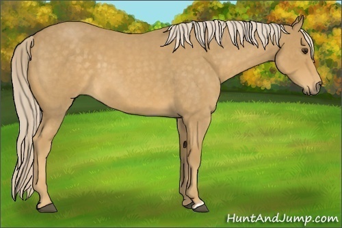 Horse Color:Palomino Roan