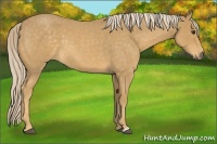 Horse Color:Palomino Roan 
