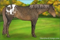 Horse Color:Chocolate Palomino Appaloosa