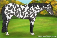 Horse Color:Black Near Leopard