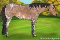 Horse Color:Buckskin Ice Roan 