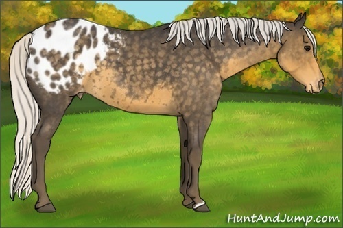 Horse Color:Silver Smoky Blue Roan Appaloosa 