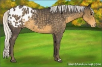 Horse Color:Silver Smoky Blue Roan Appaloosa