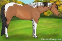 Horse Color:Bay Tobiano 