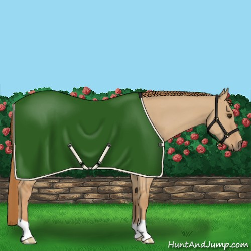 Horse Color:Red Dun Rabicano 