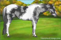 Horse Color:White Spotted Black Splash Tobiano Frame Varnish 