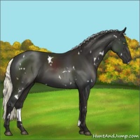 Horse Color:White Spotted Liver Chestnut Mushroom 