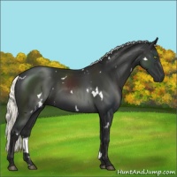 Horse Color:White Spotted Liver Chestnut Mushroom 