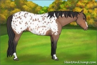 Horse Color:Bay Roan Sabino Near Leopard 
