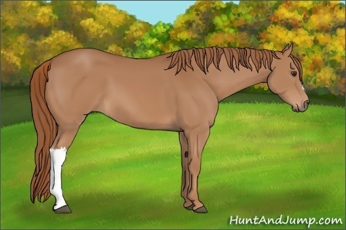 Horse Color:Chestnut 