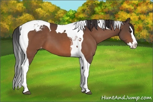 Horse Color:Bay Sabino Splash Tobiano Appaloosa 