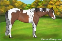 Horse Color:Bay Sabino Splash Tobiano Varnish