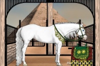 Horse Color:Cremello Sabino Splash 