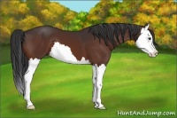 Horse Color:Brown Splash 