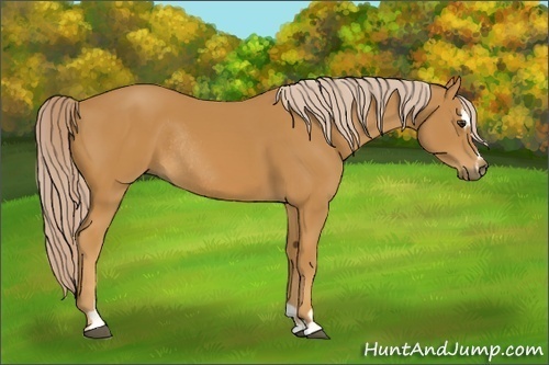 Horse Color:Palomino Sabino Rabicano 