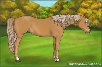 Horse Color:Palomino Sabino Rabicano 