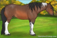 Horse Color:Bay Roan Tobiano