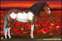 Horse Color:Bay Splash Frame 