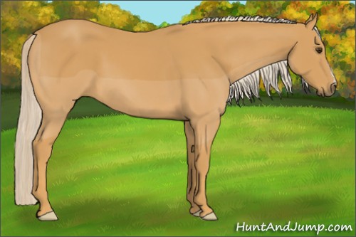 Horse Color:Palomino