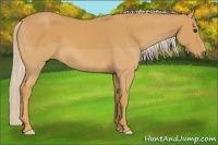 Horse Color:Palomino 