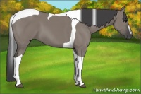 Horse Color:Grullo Sabino Tobiano
