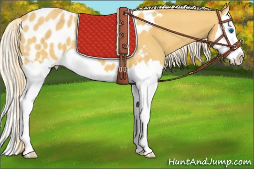 Horse Color:Palomino Splash Near Leopard