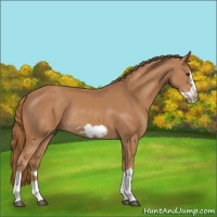 Horse Color:Chestnut Splash Frame Rabicano 