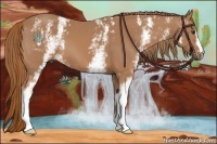 Horse Color:White Spotted Chestnut