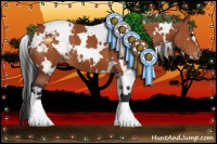 Horse Color:White Spotted Bay Appaloosa