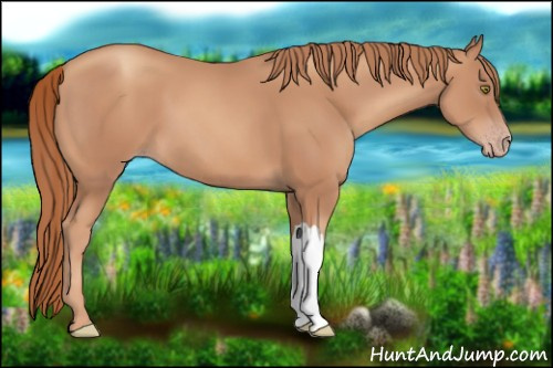 Horse Color:Gold Champagne 