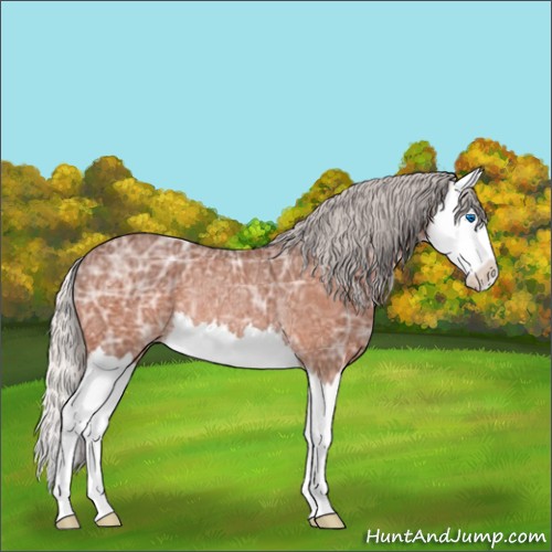 Horse Color:Silver Bay Ice Roan Splash Rabicano 