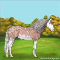 Horse Color:Silver Bay Ice Roan Splash Rabicano 