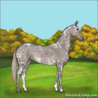 Horse Color:Silver Blue Ice Roan 