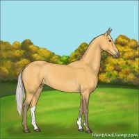 Horse Color:Silver Buckskin 
