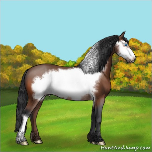 Horse Color:Bay Frame 