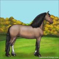 Horse Color:Bay Dun
