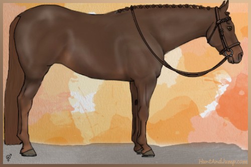 Horse Color:Liver Chestnut