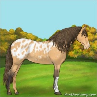 Horse Color:Buckskin Appaloosa 