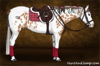 Horse Color:Bay Splash Tobiano Near Leopard