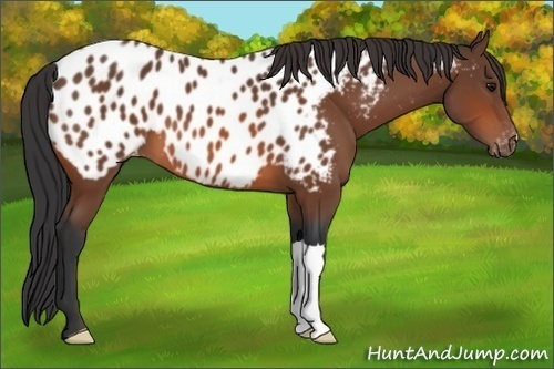 Horse Color:Bay Appaloosa 