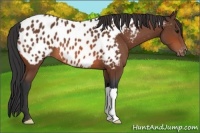 Horse Color:Bay Appaloosa 