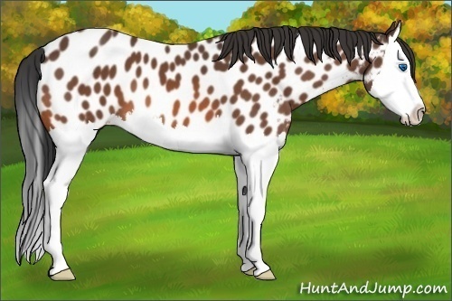 Horse Color:Bay Splash Appaloosa 