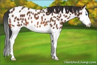 Horse Color:Bay Splash Appaloosa 