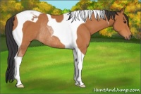 Horse Color:Bay Tobiano Rabicano 